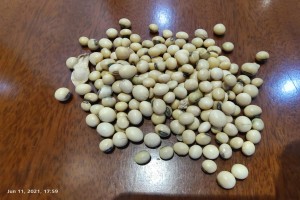 Soya Beans from Tanzania